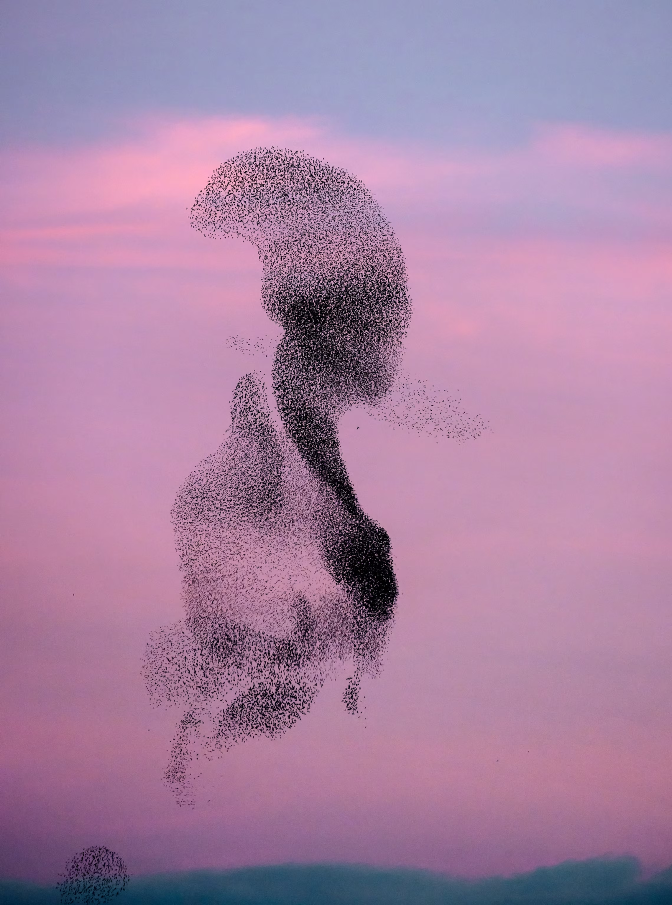 Thousands of starlings form a flowing, twisting shape against a pink and lavender sky